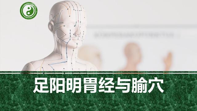 足阳明胃经与腧穴