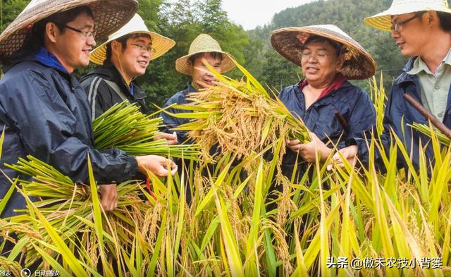 种植水稻巧补硅，前期长势好、后期产量高！水稻硅肥正确使用方法9