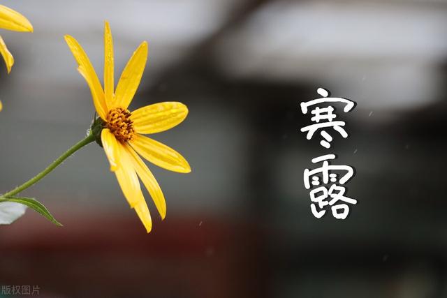 明天寒露，记住“三不吃，三不露，三不睡”，顺应天时平安过秋天