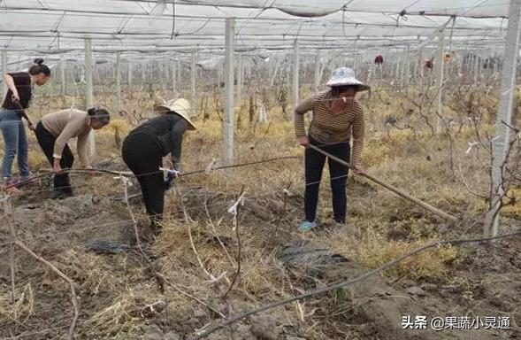 葡萄褐斑病对叶片危害很大，常导致大量叶片早落，如何进行防治？6