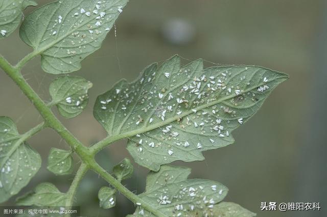 最强最实用的白粉虱、烟粉虱防治配方，虫卵兼杀，喷一次管30天2