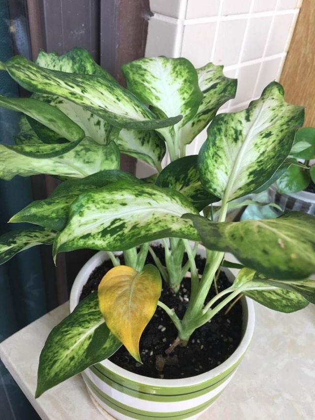 花卉名称