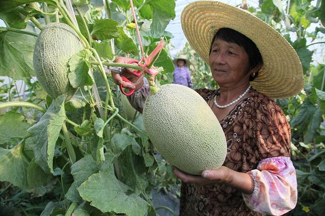 哈蜜瓜种植时间和方法