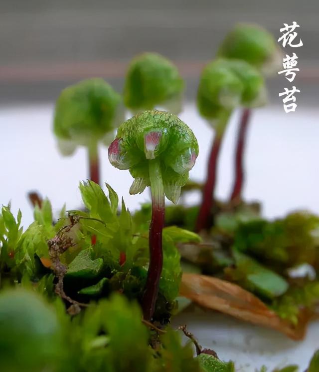 苔藓植物