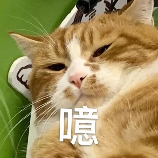 钓鱼猫