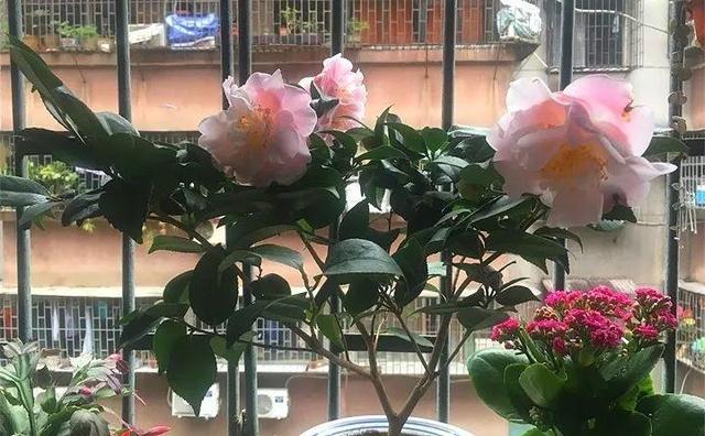 茶花 茶花（茶花盆栽技术） 生活