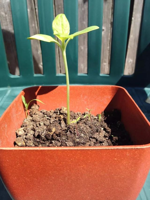 向日葵是非常好养的一种开花植物,买来的葵瓜子发芽率也是非常高的