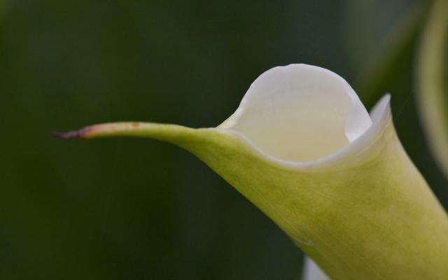 海芋花