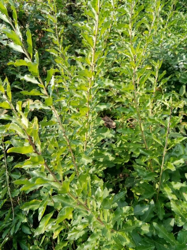 枸杞的药用价值