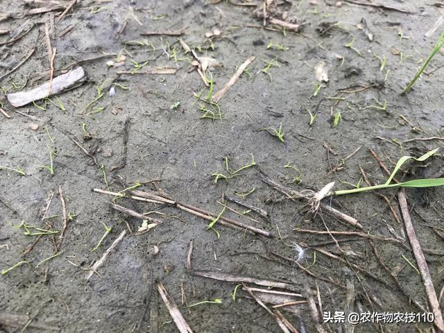 水稻直播除草，从重视三次封闭除草开始，这些你都知道吗？6