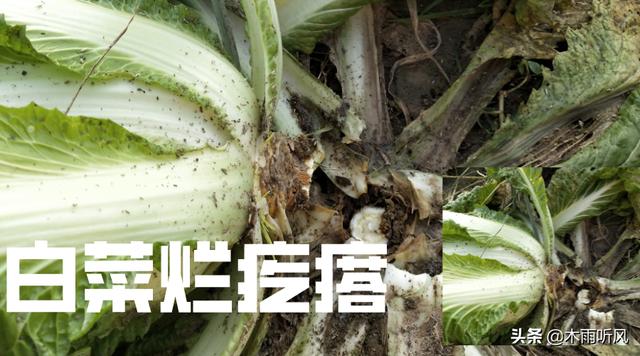 大白菜出现“烂疙瘩”损失大，是什么原因引起的？如何防治3