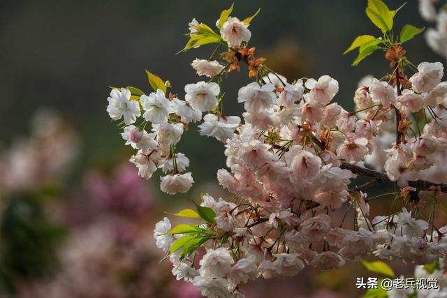 樱花的颜色