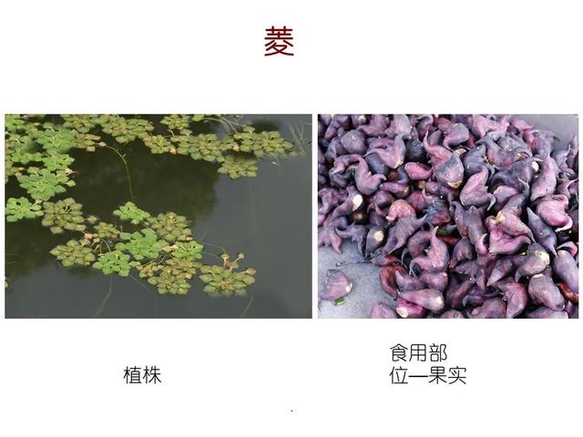 水生植物