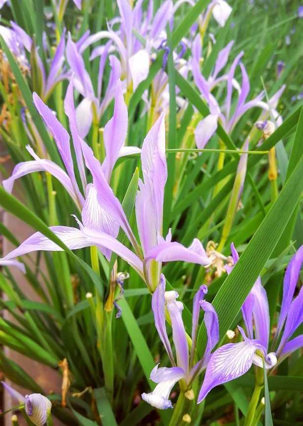 鸢尾花花语