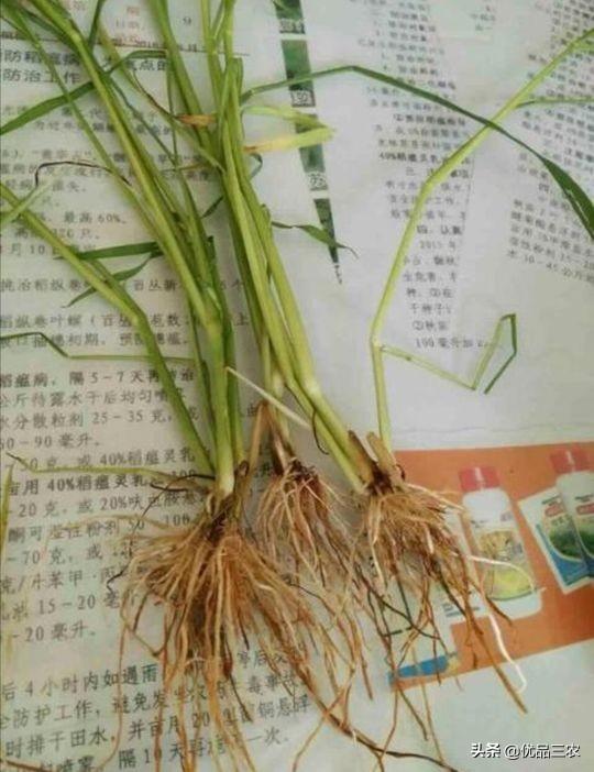 双草醚可以防治50多种杂草，但对个别水稻品种敏感，请大家注意
