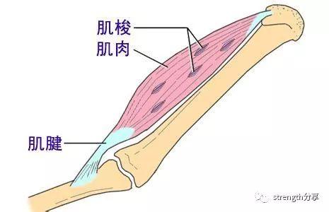 肌腱的意思