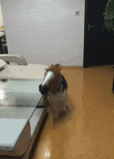 有趣的动态图GIF：谁能告诉我，这是只什么狗？