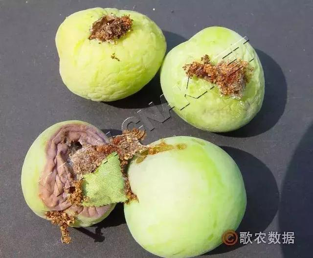 李子树食心虫防治方法！如何提高防治效果3