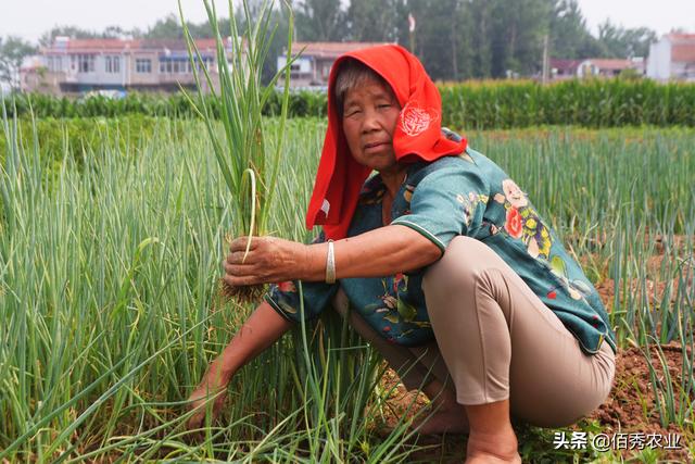 大葱叶片出现白点干尖，是哪种原因造成的？农业专家告诉你咋防治2