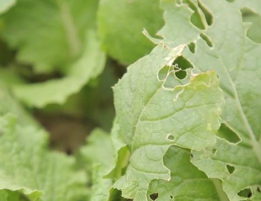 菜青虫如何有效防治？掌握2点，防虫彻底，萝卜、白菜都适用5