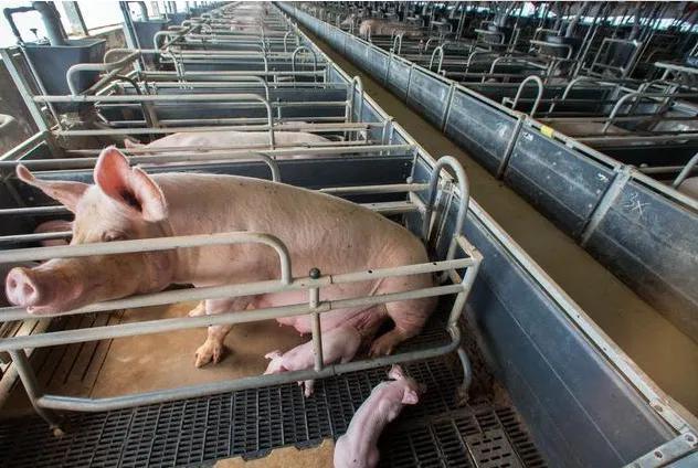 关于煤价和猪肉价格