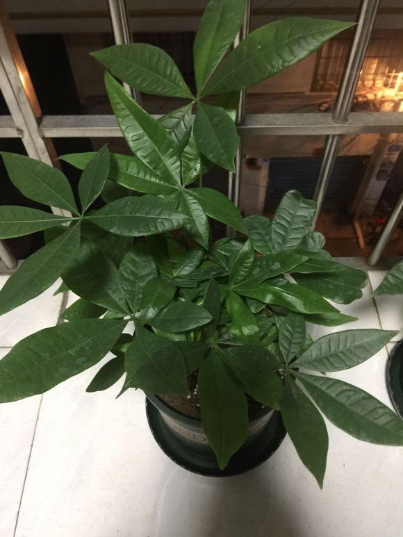 发财树的养殖 发财树的养殖（发财树的养殖方法和注意事项叶子发黄原因） 生活