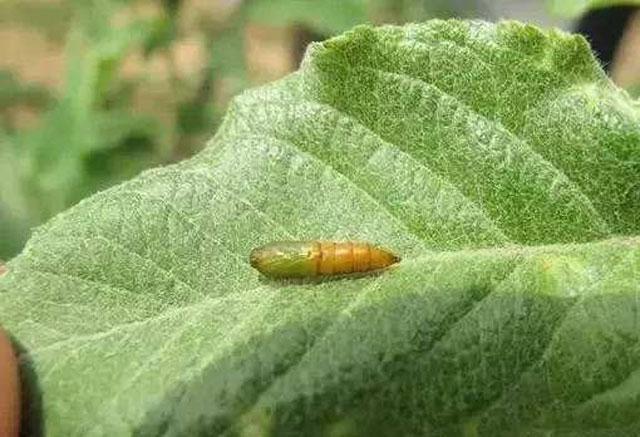 苹果树种植，苹果小卷叶蛾繁殖快、危害时间长，该如何进行防治呢4