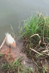 爆笑的动图GIF：年纪轻轻吃蟹技能就点满了