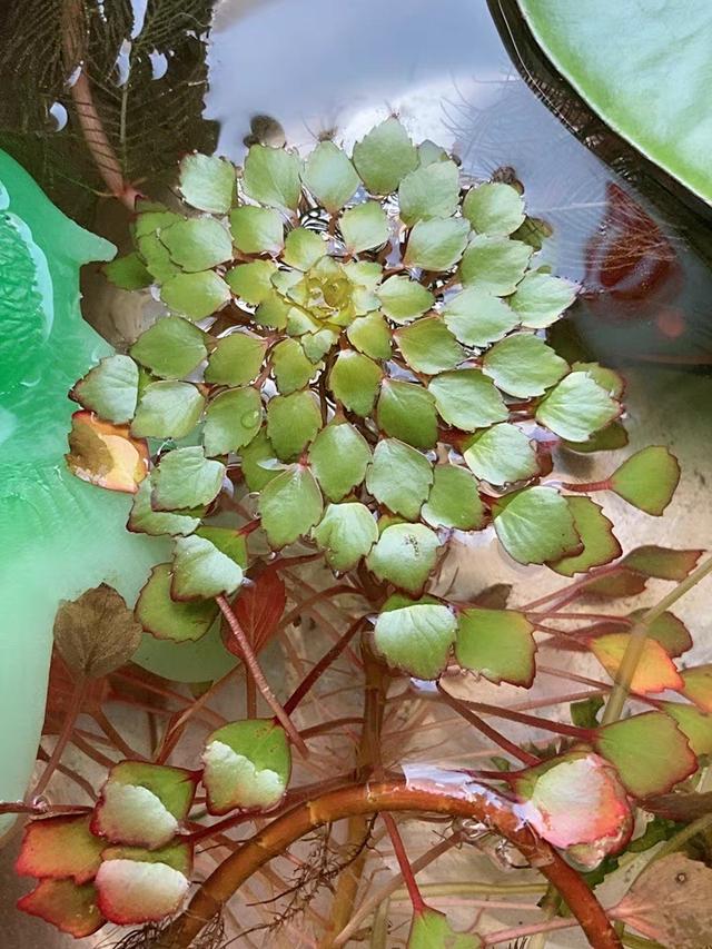 水植物 水植物（水生植物施工组织设计） 生活