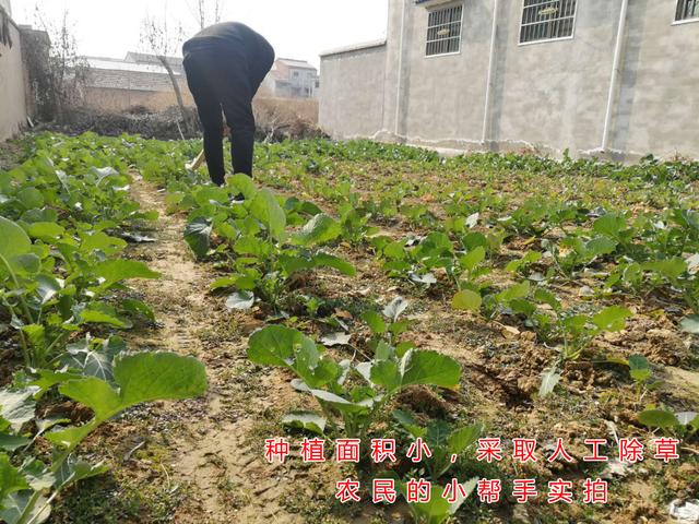 油菜除草有技巧，什么时候打？注意事项有哪些？建议农户这样做3