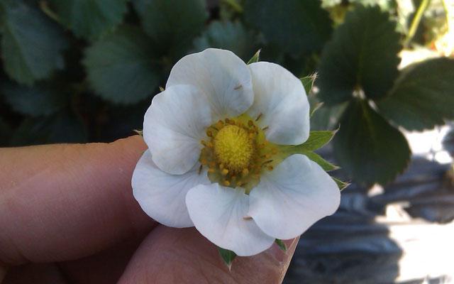 草莓种植最怕蓟马危害？做好这7个方面工作，集中消灭蓟马虫体2