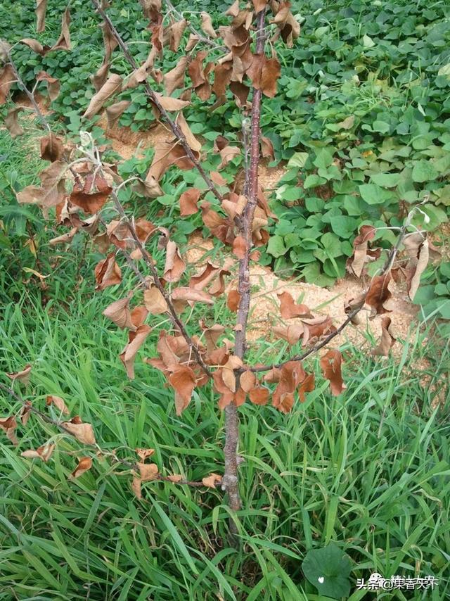 苹果树出水、死枝—干腐病爆发，若不及时治疗，易引果实轮纹病！9