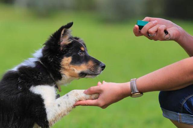 训犬教程