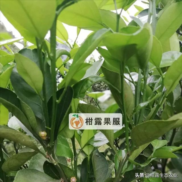 落果原因找不准，打药也是浪费药水8