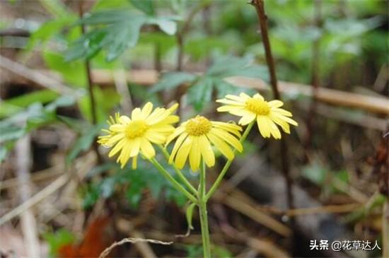 小雏菊的花语