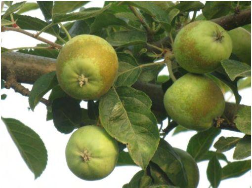 苹果果锈如何防治?打什么药防治效果好?-农资百科网