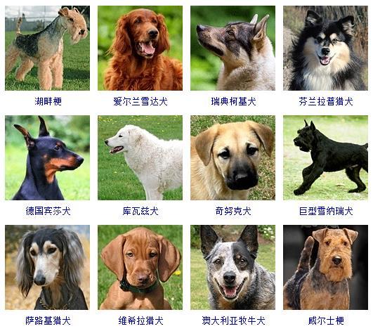 犬 犬（犬儒主义） 动物