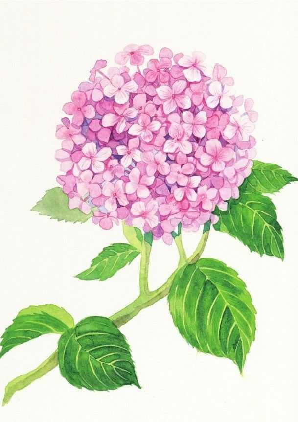 图文 零基础水彩教程 分步骤讲解绣球花画法 简单易学 快来学习临摹 怎么调出胭脂红 Www Caipu56 Com