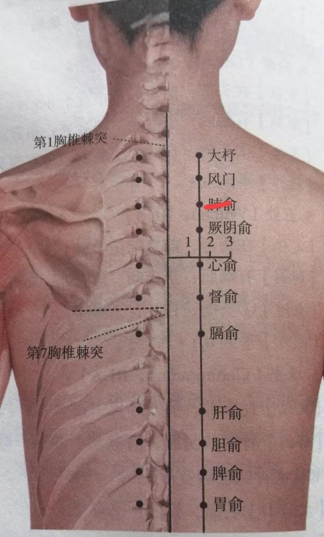 每日一穴……肺腧穴