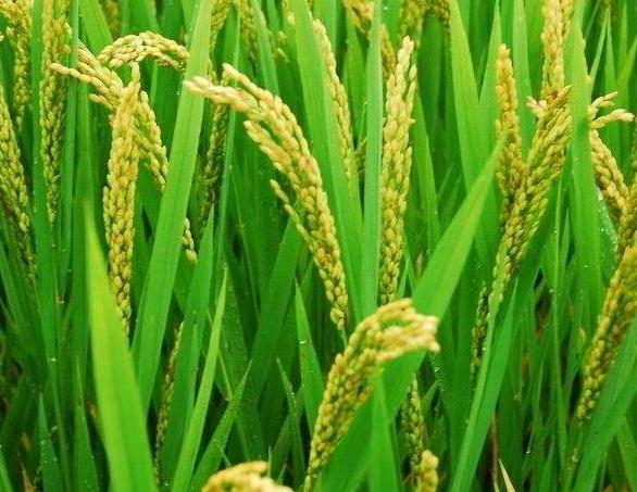种植分享：水稻主要病虫害防治技术，一起来学学吧5