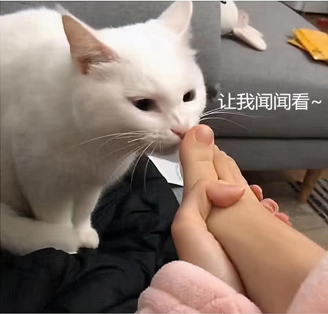 踩到猫了