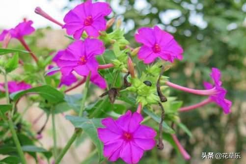 夜来香什么季节开花