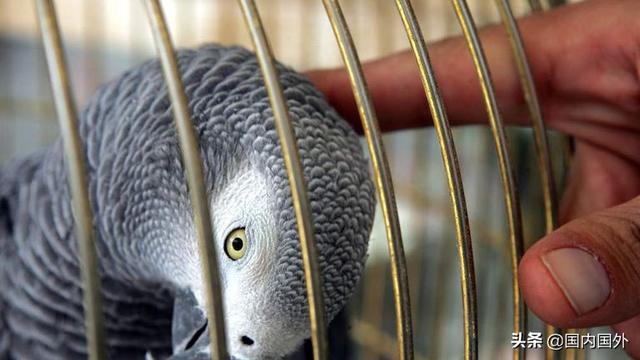 英国男子的鹦鹉会说英语 意外走丢4年后回来竟然说起了西班牙语 太阳信息网