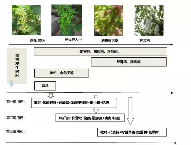 葡萄花后至套袋前用药技术，葡农们值得学习3