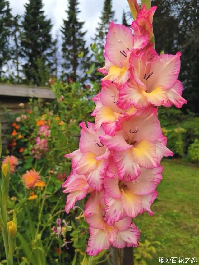 教师节送什么鲜花好