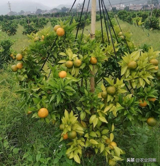 植保：柑橘黄龙病产地快速蔓延，暂无药可治！但防范刻不容缓！4