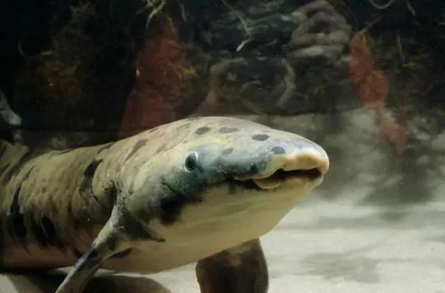 肺鱼