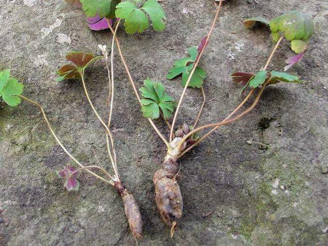 农村常见的中草药图片及名字十种农村常见中药材