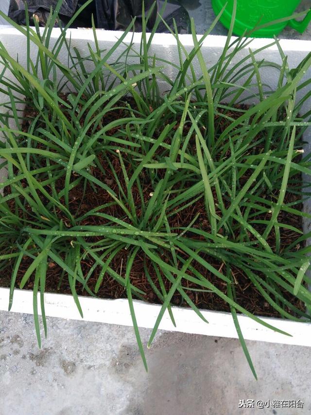 如何种菜 如何种菜（空间站的大便如何种菜） 生活