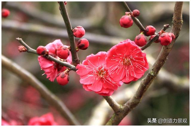 这几种植物 初冬季节开花 正好给你的冬天迎来了一抹春色 新闻时间